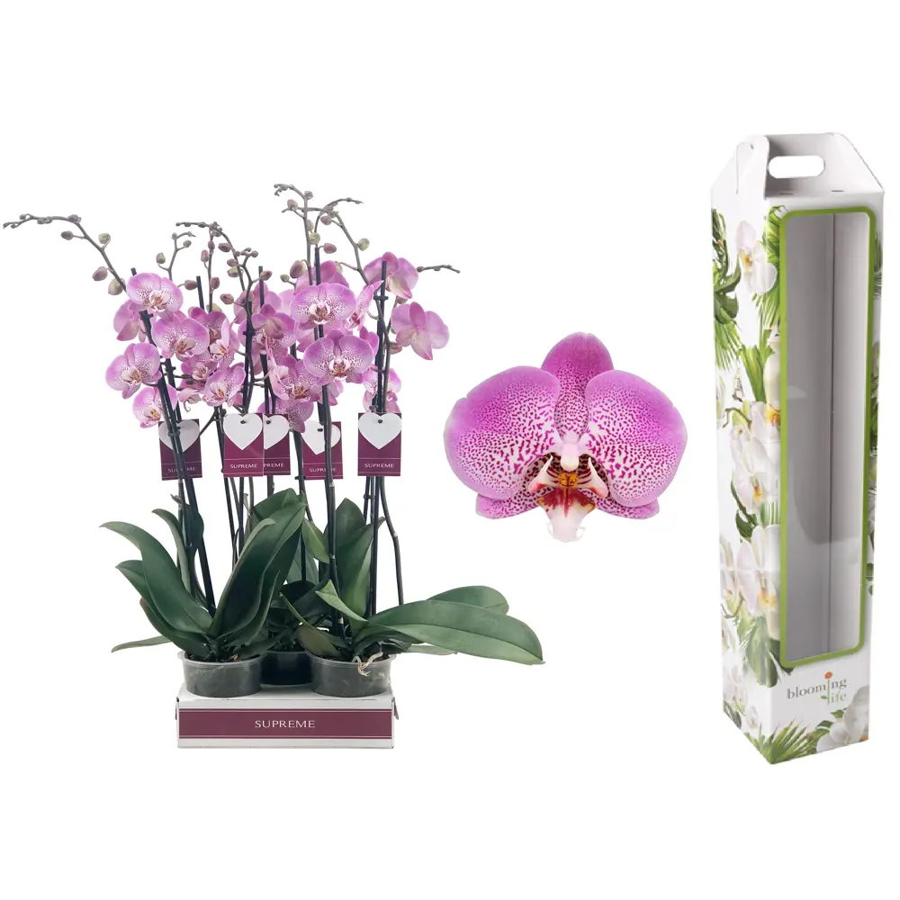 Орхидея Фаленопсис Джиллиан ø12 h65 см Santreyd STLM-2009698 - Вид №5