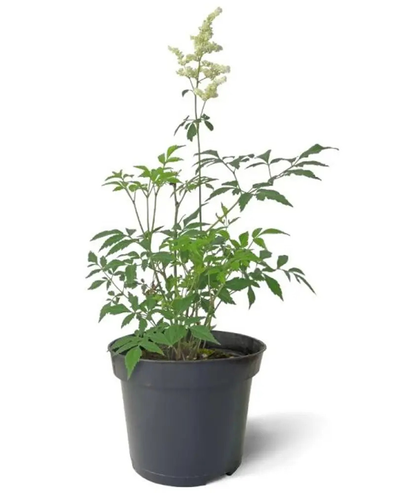 Santreyd Астильба японская - многолетник для тенистого сада 82219539