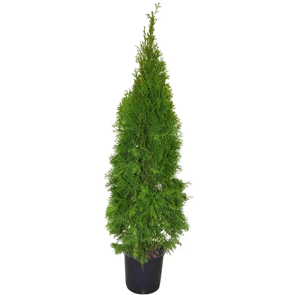Туя Смарагд 19x80 см 82598161 STLM-2013737 Santreyd 