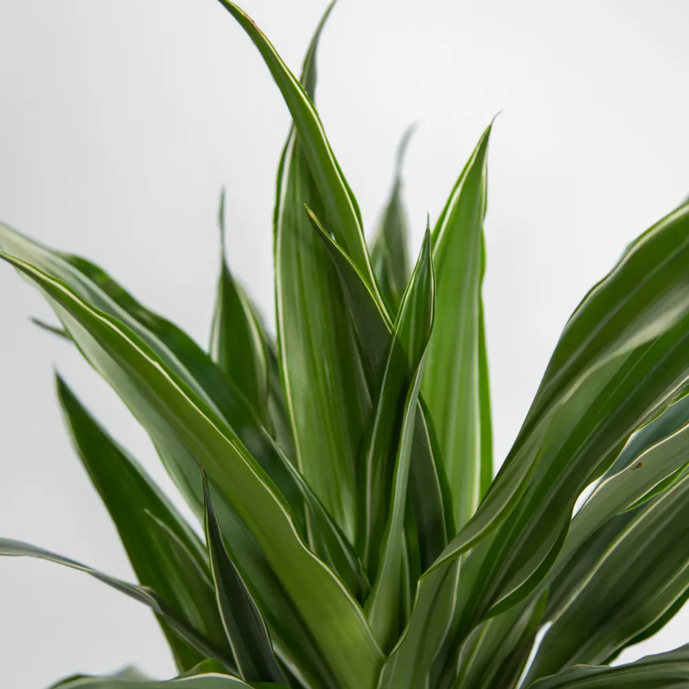 Santreyd Драцена Варнески — изящное тропическое растение с арочной листвой 85324830 STLM-0061445 - Вид №3