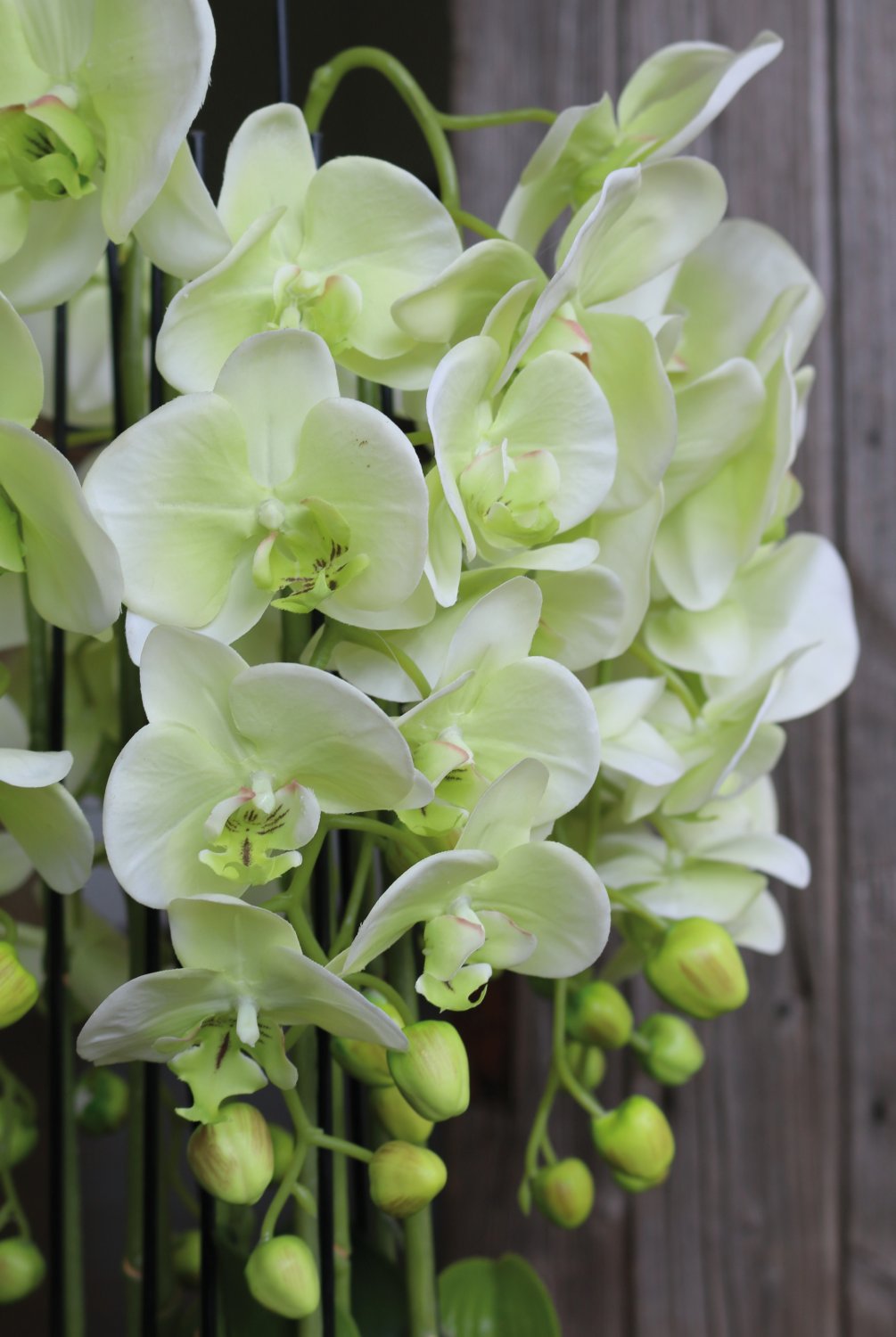 2861 788 a3 Пластиковая орхидея Phalaenopsis с 'почвой', 9-кратная, 70 см, real touch, бежево-зеленая H-andreas 