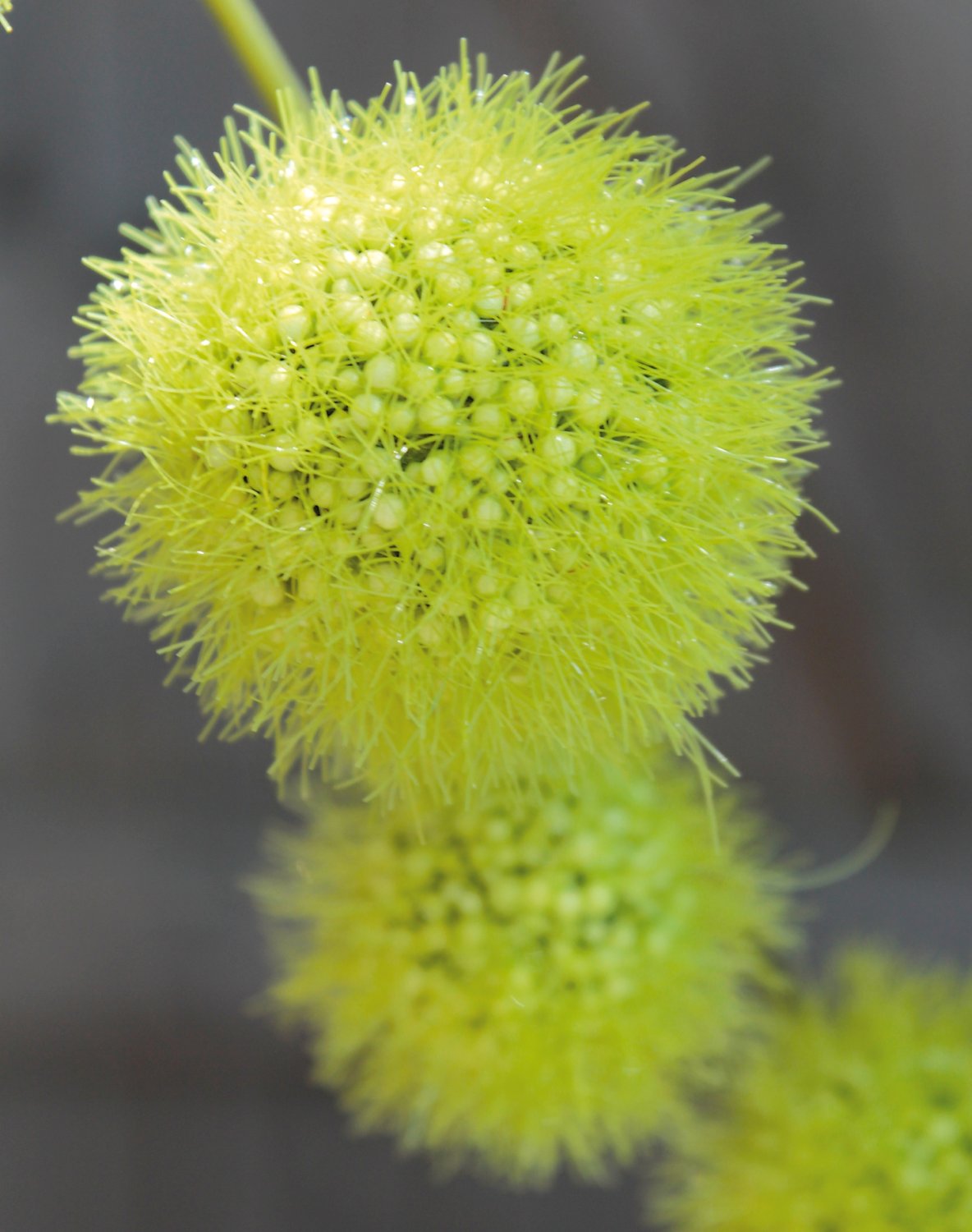 5535 883 a3 Искусственный спрей из плодов гомфокарпуса, 103 см, зеленый H-andreas  - Вид №5