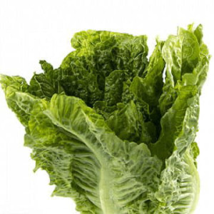 Салат листовой