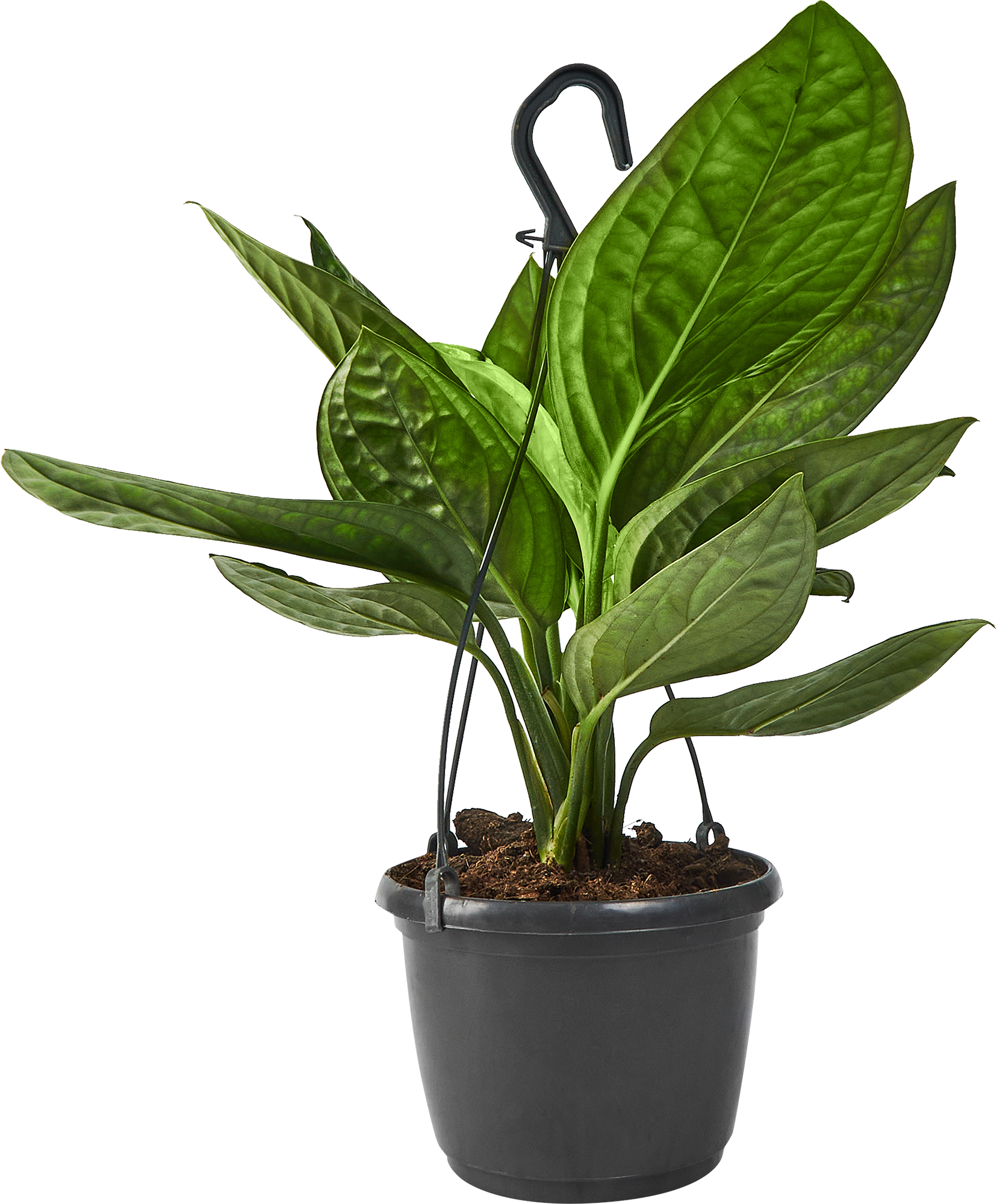 Эпипремнум Марбл Эппл Ханд Бас — комнатное растение с мраморной листвой 85324851 Santreyd STLM-0061464