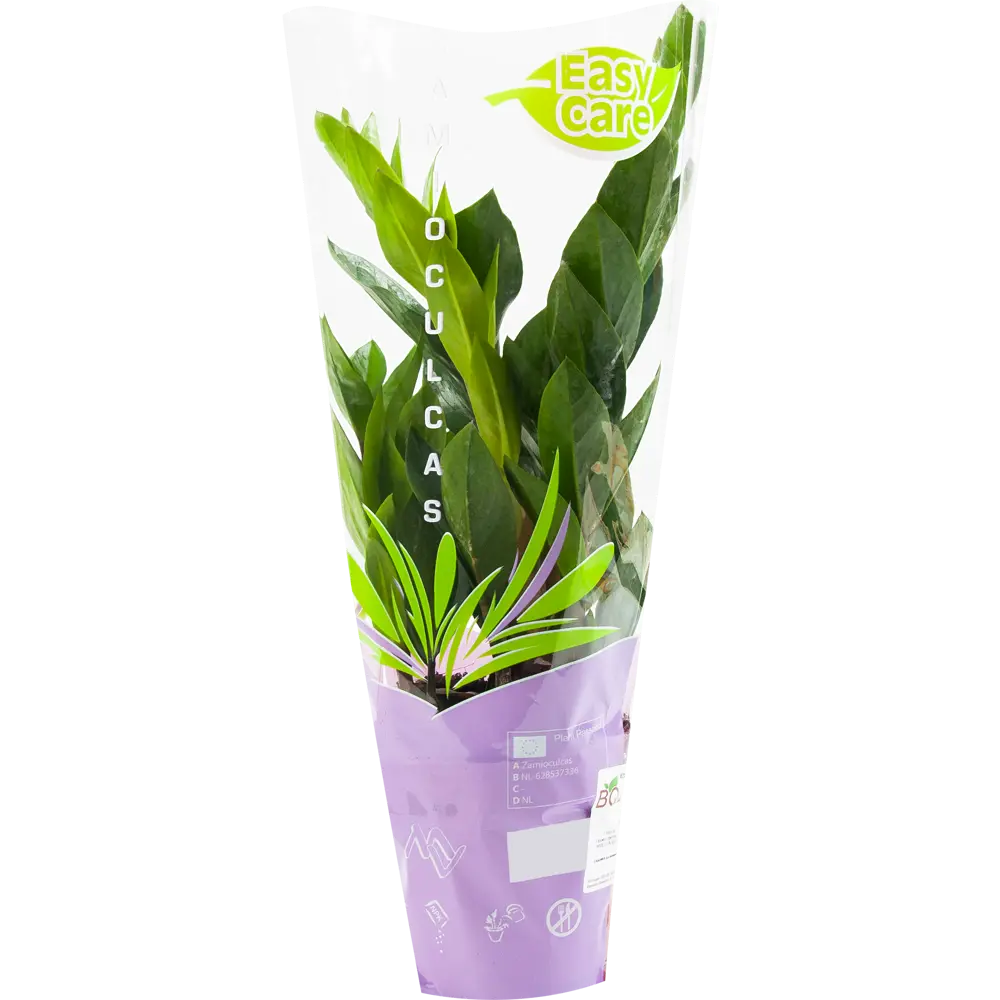 Santreyd Замиокулькас — изящное растение для современного интерьера 82578927 STLM-0030484 - Вид №3