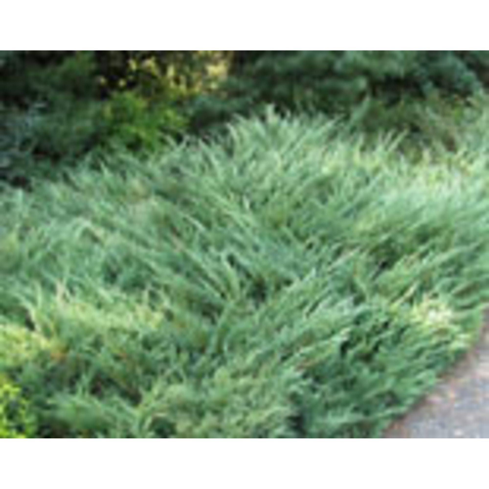 82596782 Можжевельник казацкий Глаука 15x30 см Santreyd  - Вид №2