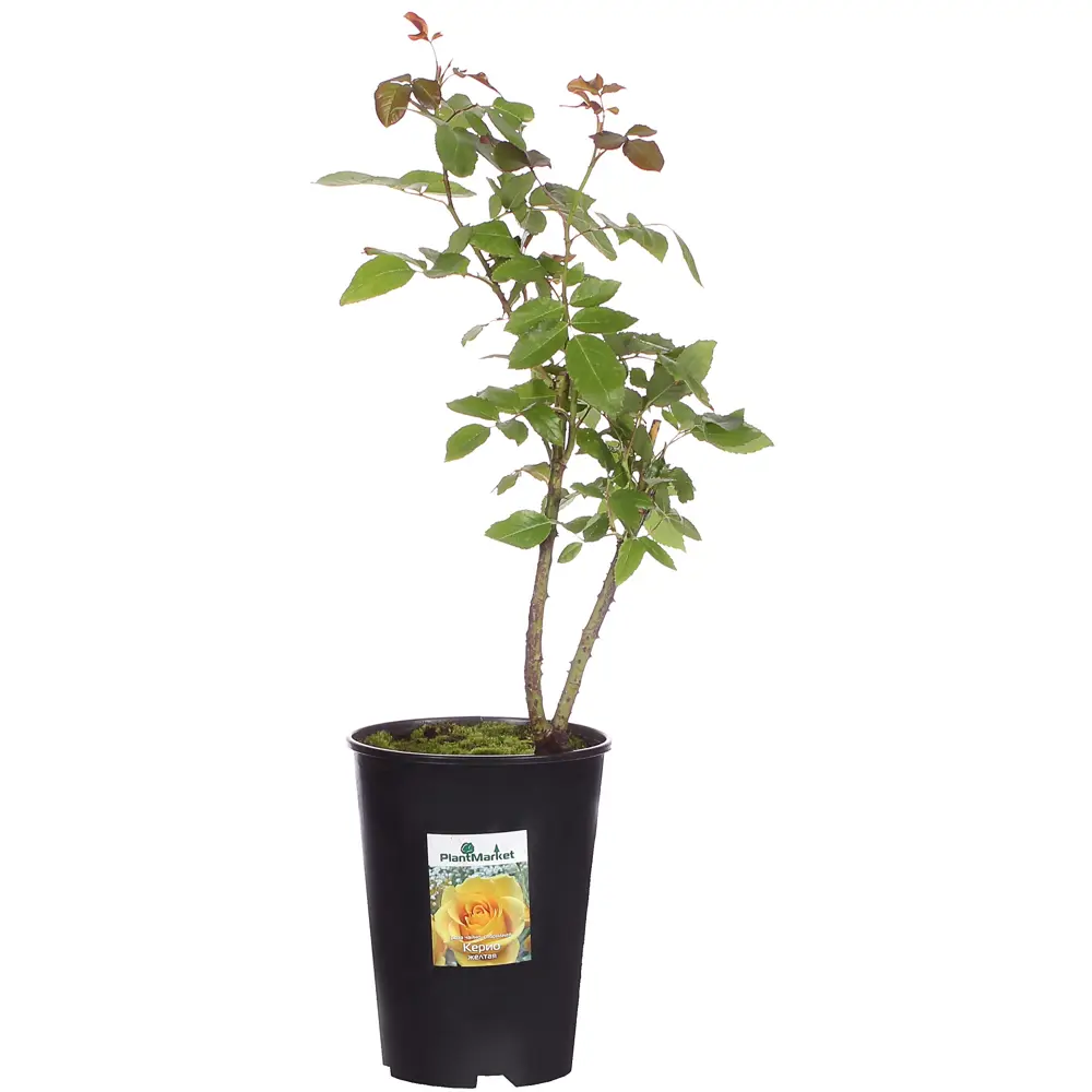 Роза чайно-гибридная «Керио» С2, цвет жёлтый 81969319 STLM-2062302 PLANTMARKET 