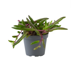 Santreyd Сенецио Перпл Флеш — суккулент с пурпурными листьями 89375043