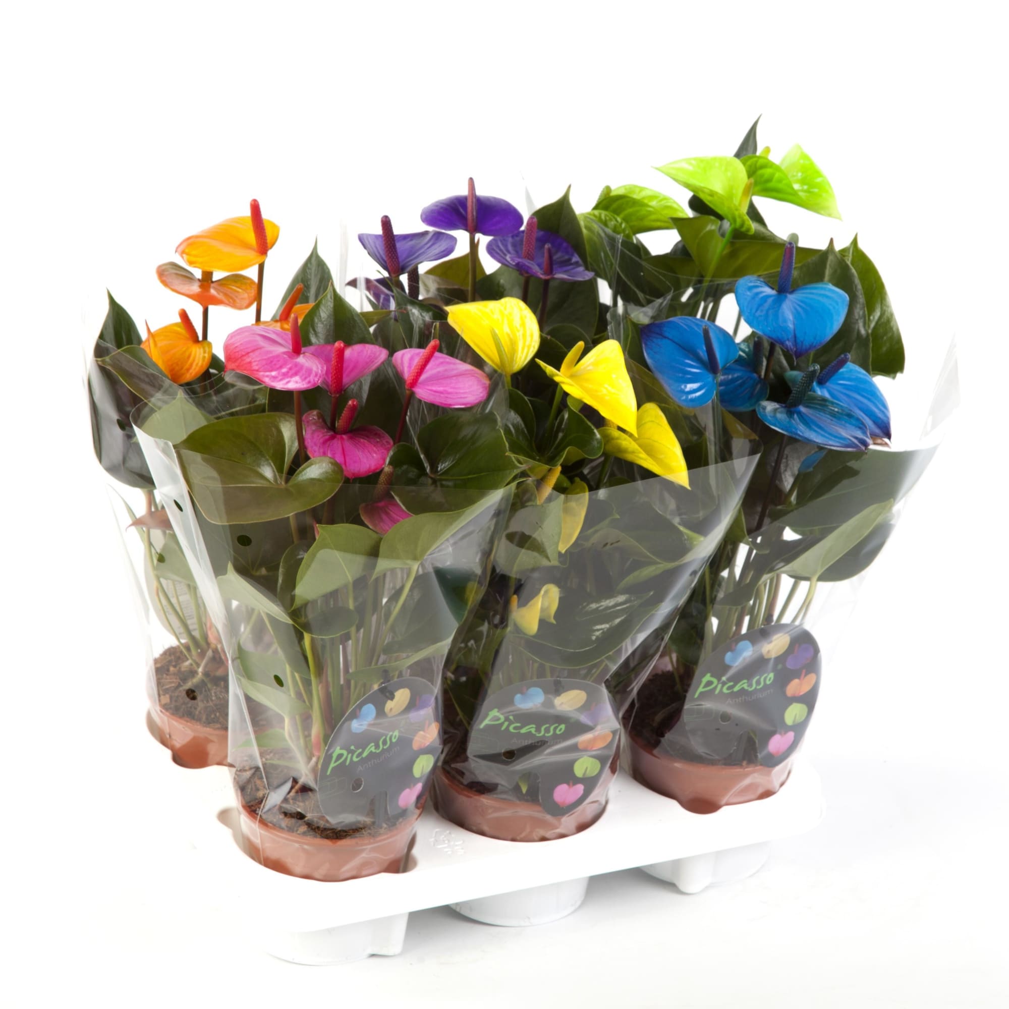 12510630 Антуриум 15х65 см Santreyd  - Вид №4