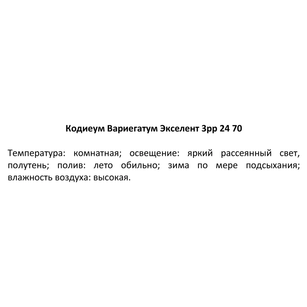 Santreyd Кодиеум Варигатум Эксцелент — живая картина для интерьера 82578933 STLM-0030489 - Вид №2