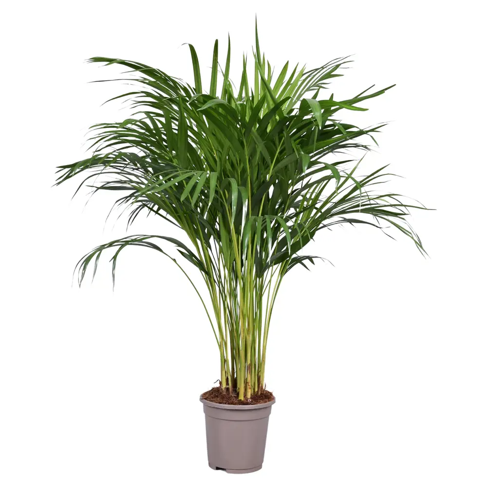 Santreyd Арека Хризалидокарпус - тропическая пальма для интерьера ø17 h60 см 86728032 STLM-0070970
