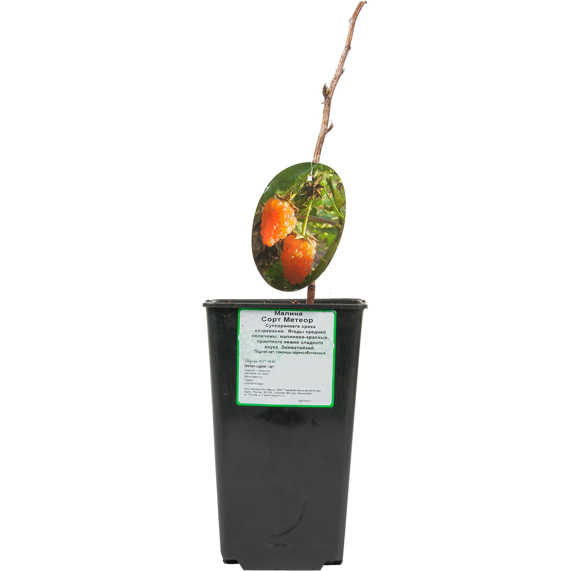 82597102 Малина «Метеор» C2 высота 40 см Santreyd  - Вид №1