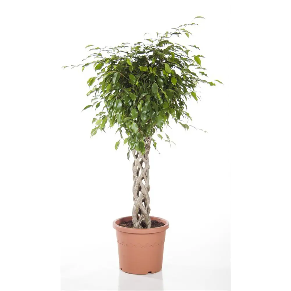 Фикус Бенджамина Экзотика Santreyd - изящное переплетение стеблей 82578705 STLM-0030446