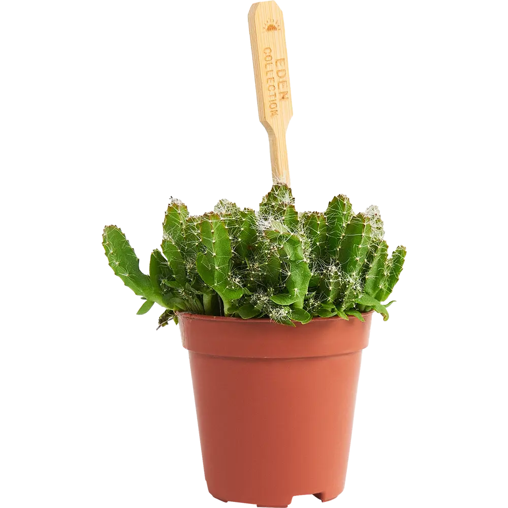 Santreyd Хилоцереус Ундатус — миниатюрный кактус для интерьера 85324861 STLM-0061473 - Вид №1