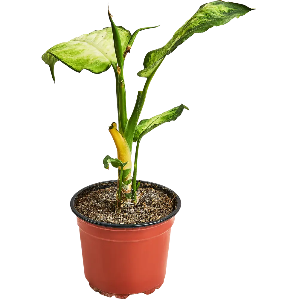 Диффенбахия Камилла от Santreyd — изысканное украшение интерьера 89296598 STLM-1356734