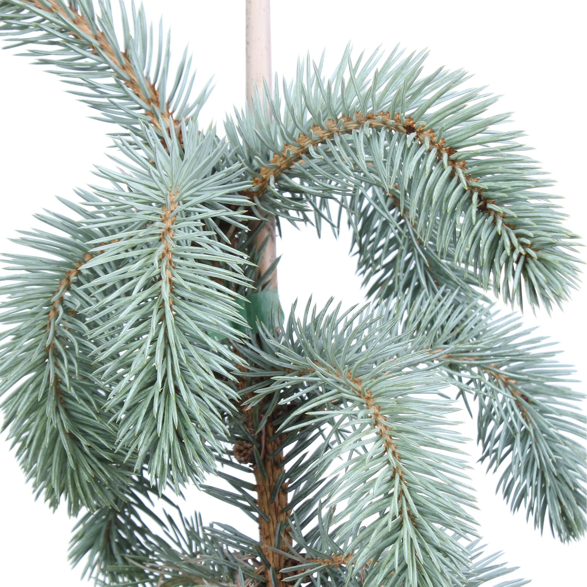 81959251 Ель колючая «Хупси» С5/50-70 Santreyd  - Вид №1