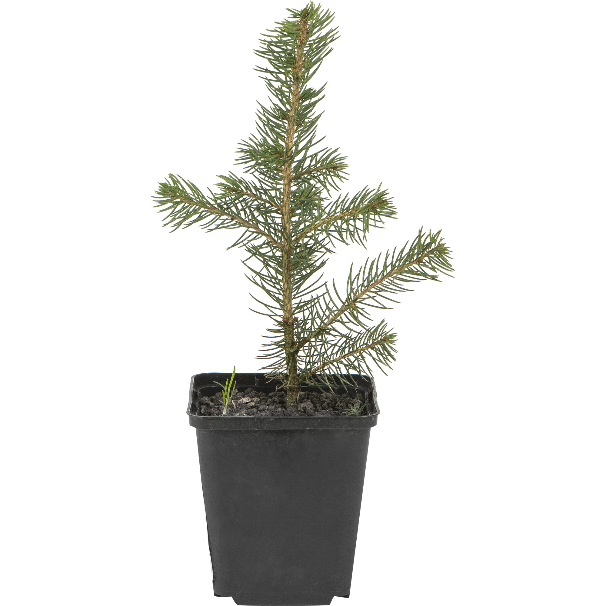 82176346 Ель колючая «Глаука» P9 Santreyd 