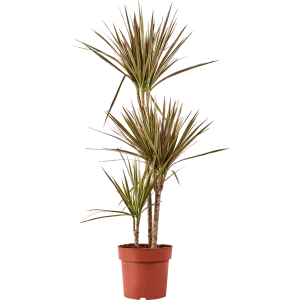 Santreyd Драцена Биколор — изящное комнатное растение с резными листьями 86728029