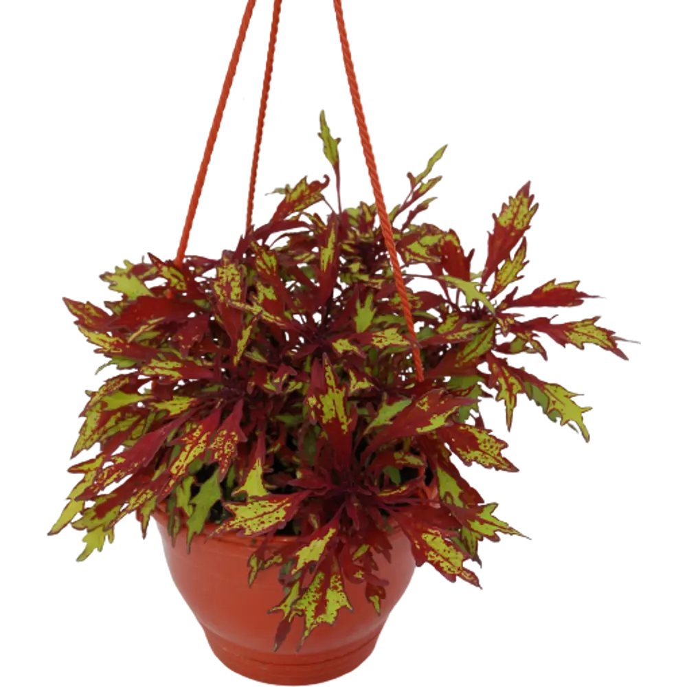 Колеус Микс - декоративное растение с пестрыми листьями 16×25 см 83539733 Santreyd STLM-1583143