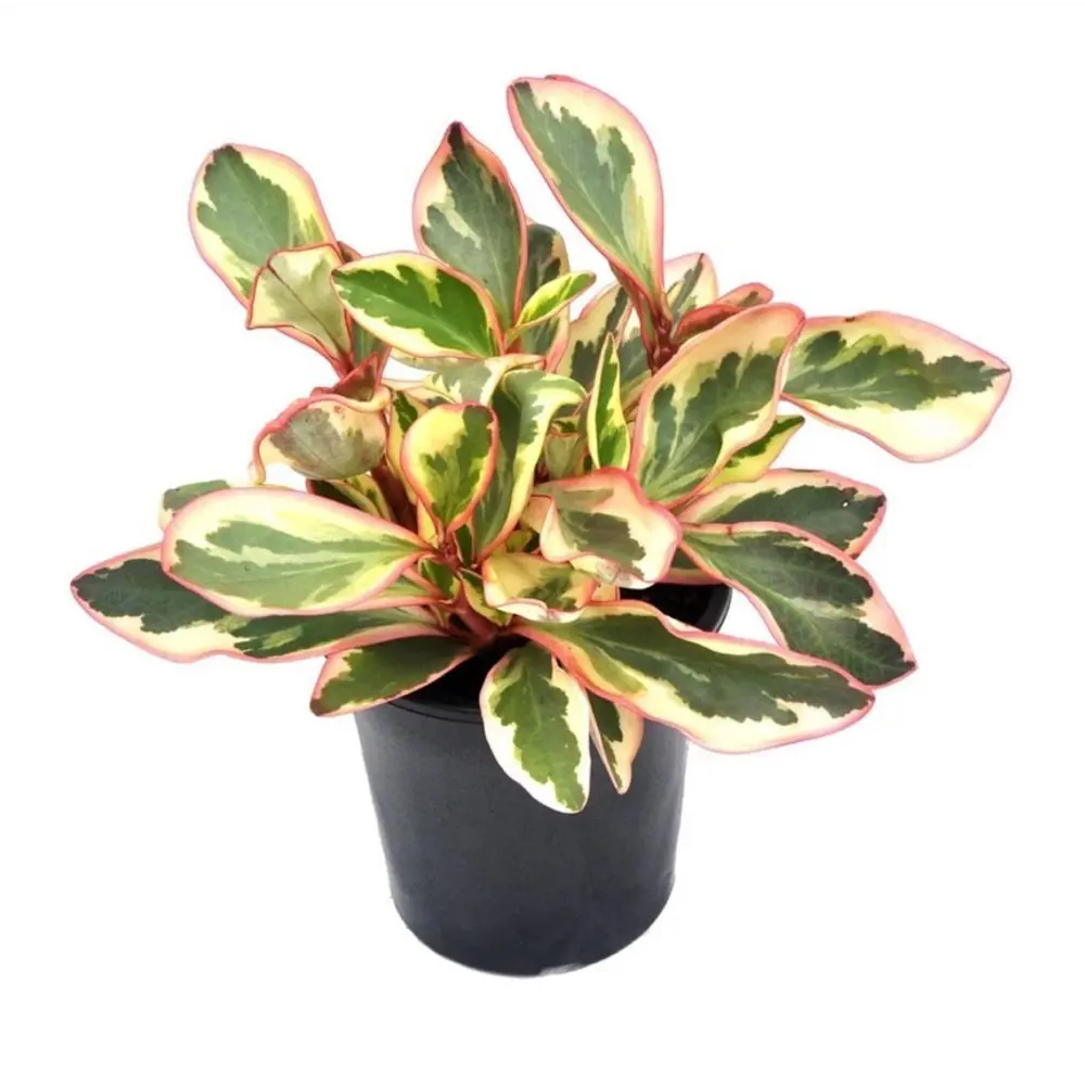 Santreyd Пеперомия Клузиелистная с кремовыми разводами 89296602 STLM-1459090