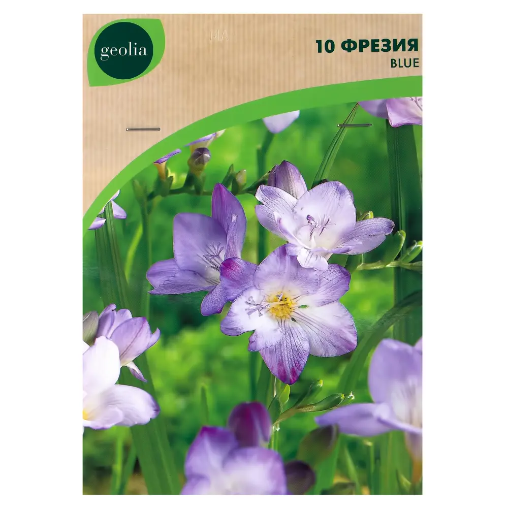 Фрезия Geolia «Single Blue», 5х6 см STLM-2040444