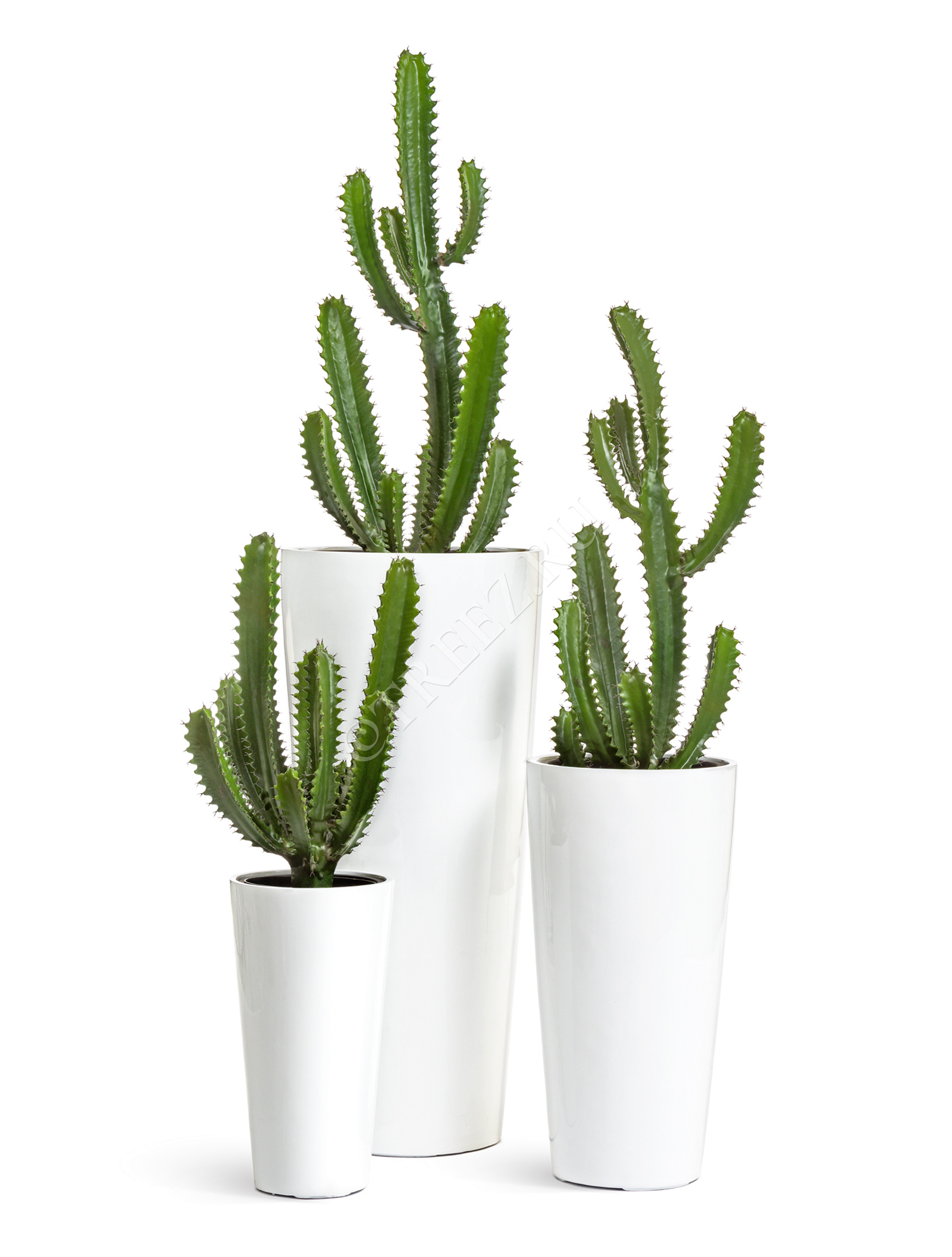 10.0618233 Кактус Цереус Стайл Цветочная коллекция  - Вид №3