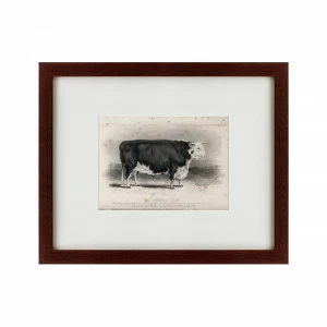 Картина в раме 52х42 см A Hereford bull, 1849 КАРТИНЫ В КВАРТИРУ  135685 Белый;черный