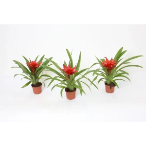 Гузмания Темпо - цветущее комнатное растение ø9 см 89434562