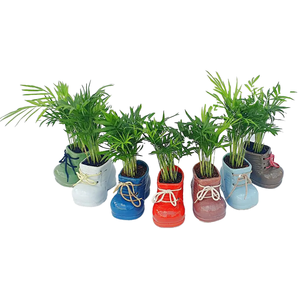 Хамедорея Santreyd - элегантная комнатная пальма с бамбуковыми стеблями 89359681 STLM-1394457