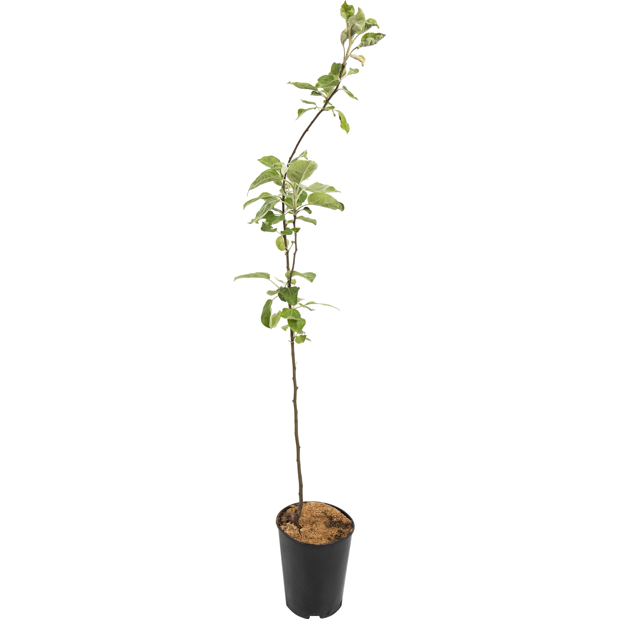 82597156 Яблоня «Богатырь» C4 высота 140 см Santreyd 