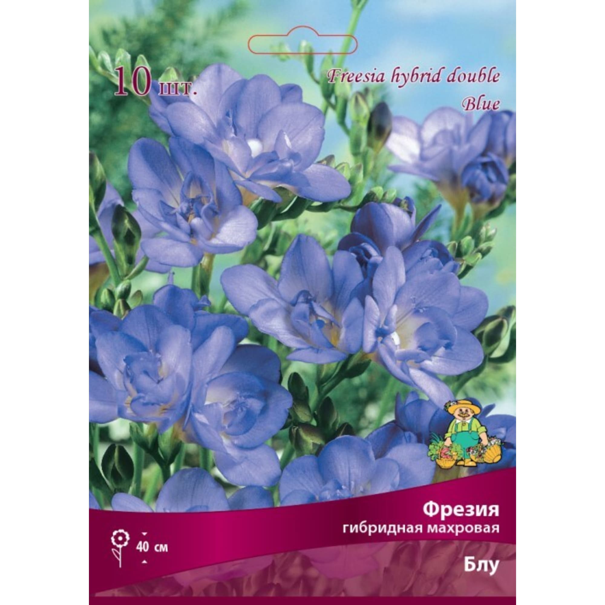 83597220 Фрезия гибридная махровая Блу луковица 5/6 Santreyd 