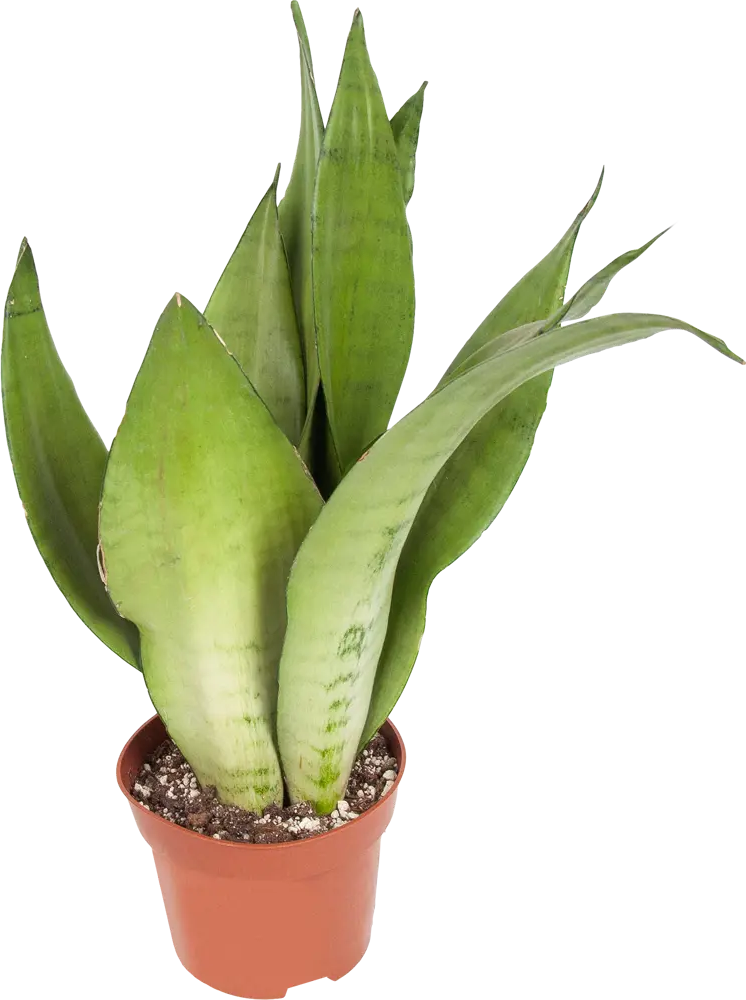 Santreyd Сенсеверия Муншайн — серебристо-зеленое украшение интерьера 82741707