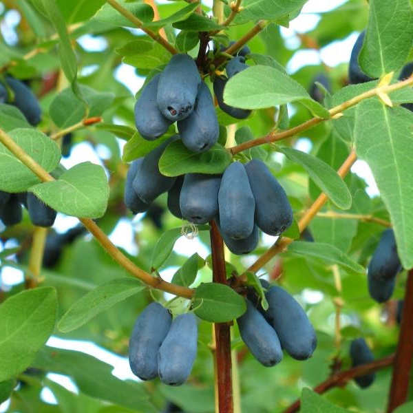 Жимолость Амфора Santreyd - плодовый куст с крупными ягодами 81954919 STLM-0015224