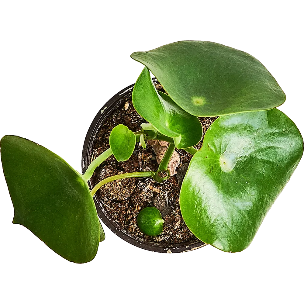 Santreyd Пеперомия Рейндроп - комнатное растение с глянцевыми листьями 89296604 STLM-1401766 - Вид №2