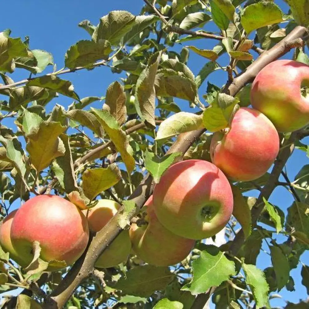 Саженец яблони Ветеран - осенний сорт с разноцветными плодами 89432291 PLANTMARKET STLM-1579447