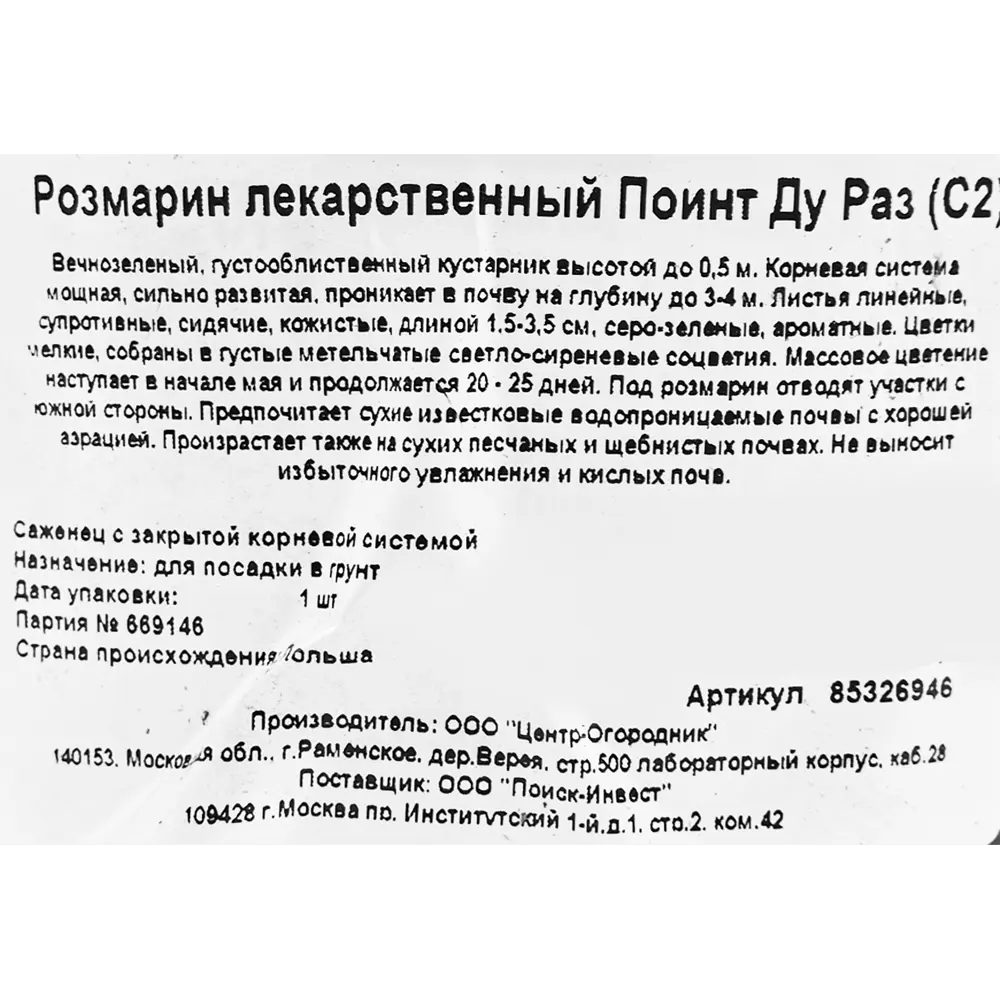 Розмарин лекарственный Поинт ду Раз ø17 h20 см 85326946 STLM-2105116 Santreyd  - Вид №1