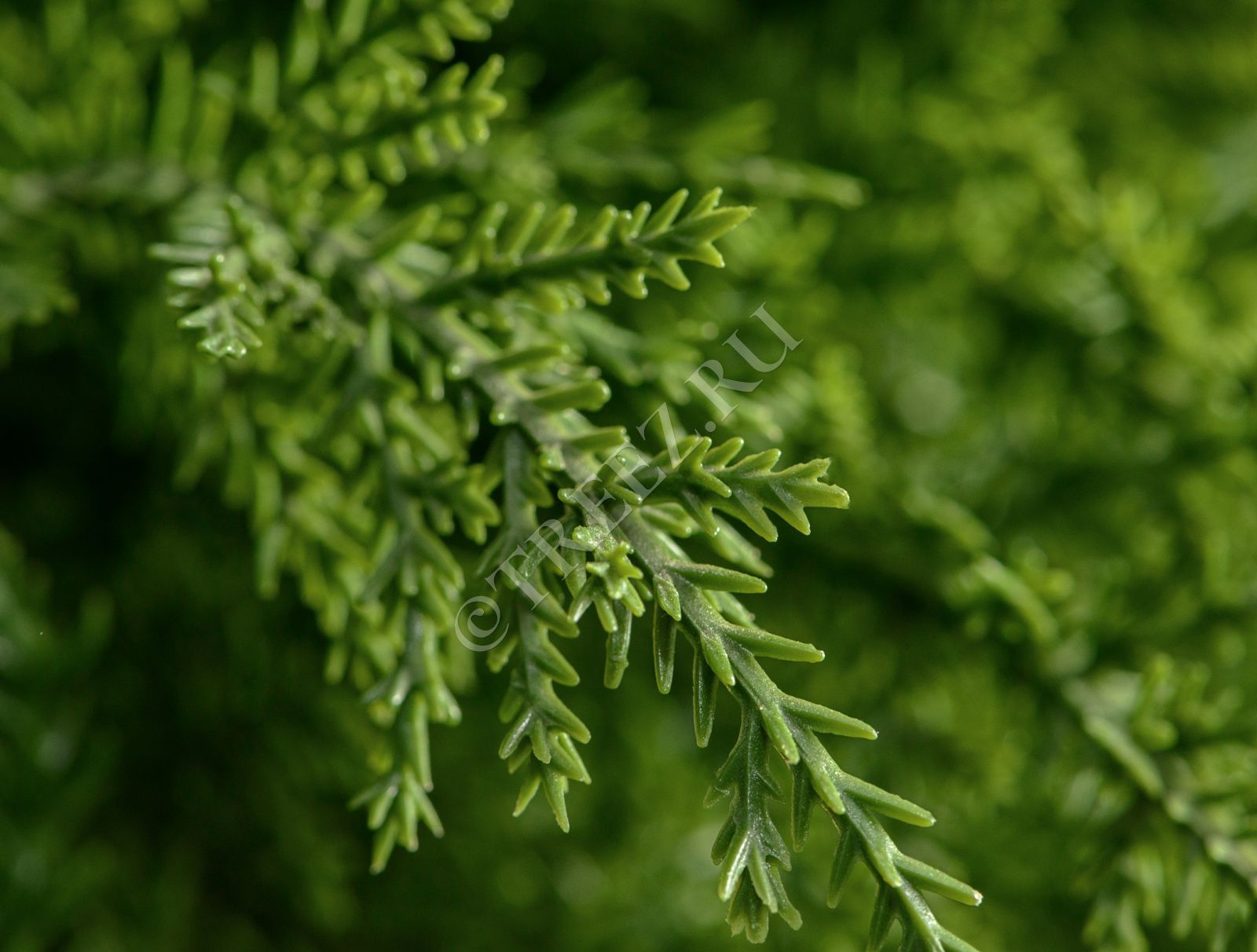 10.56004N Кипарис Тауэр уличный новый Цветочная коллекция  - Вид №1