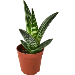 Santreyd Алоэ Варьегата — целебный суккулент для дома 89356068