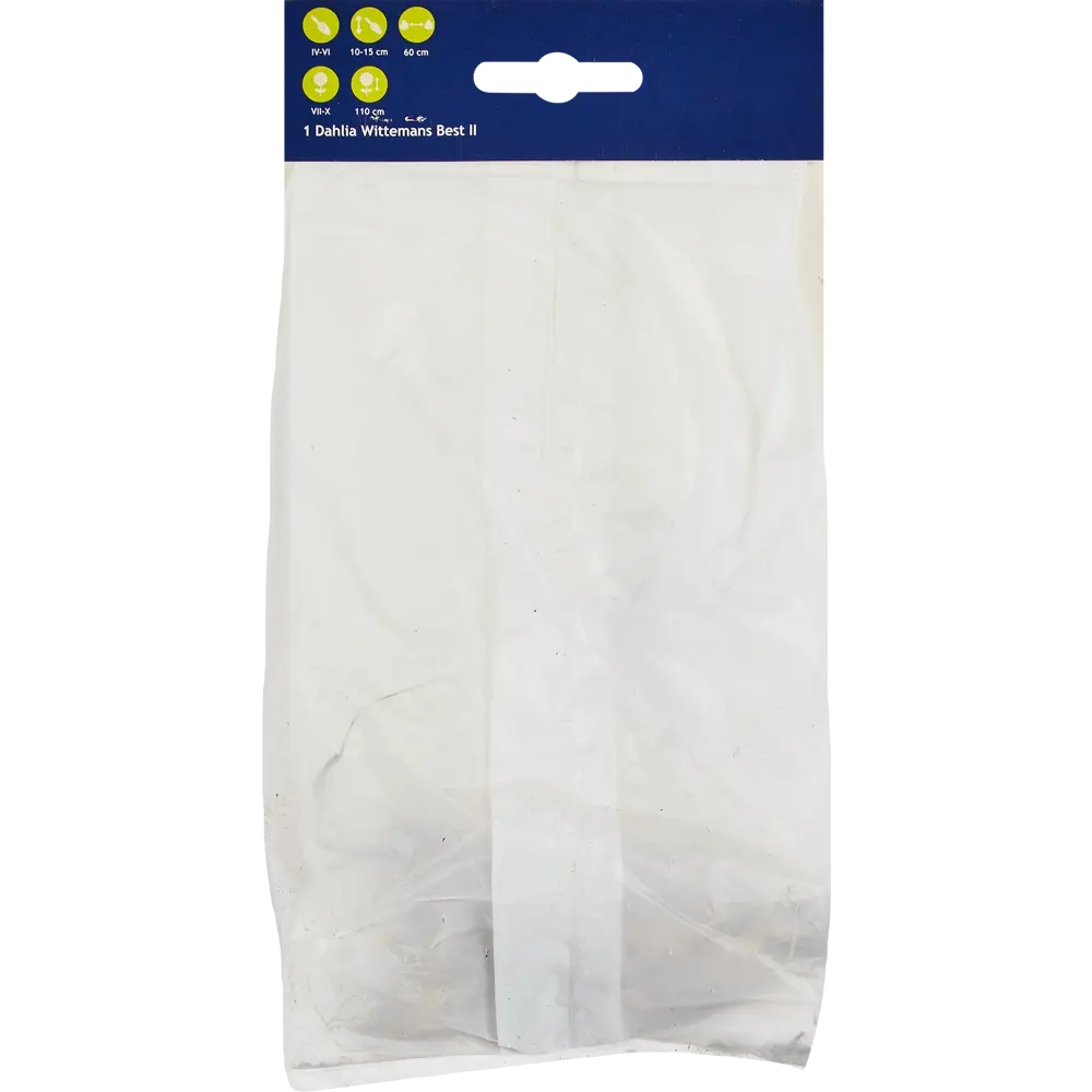 Георгина кактусовая Виттеменс Бест 86735809 STLM-2145080 Santreyd  - Вид №1