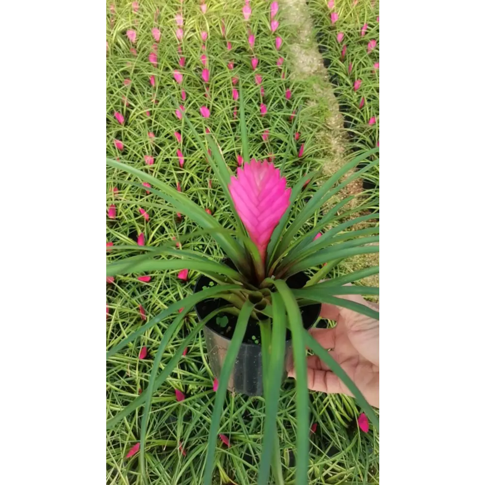 Тилландсия микс ø10 h20 см Santreyd STLM-2129186