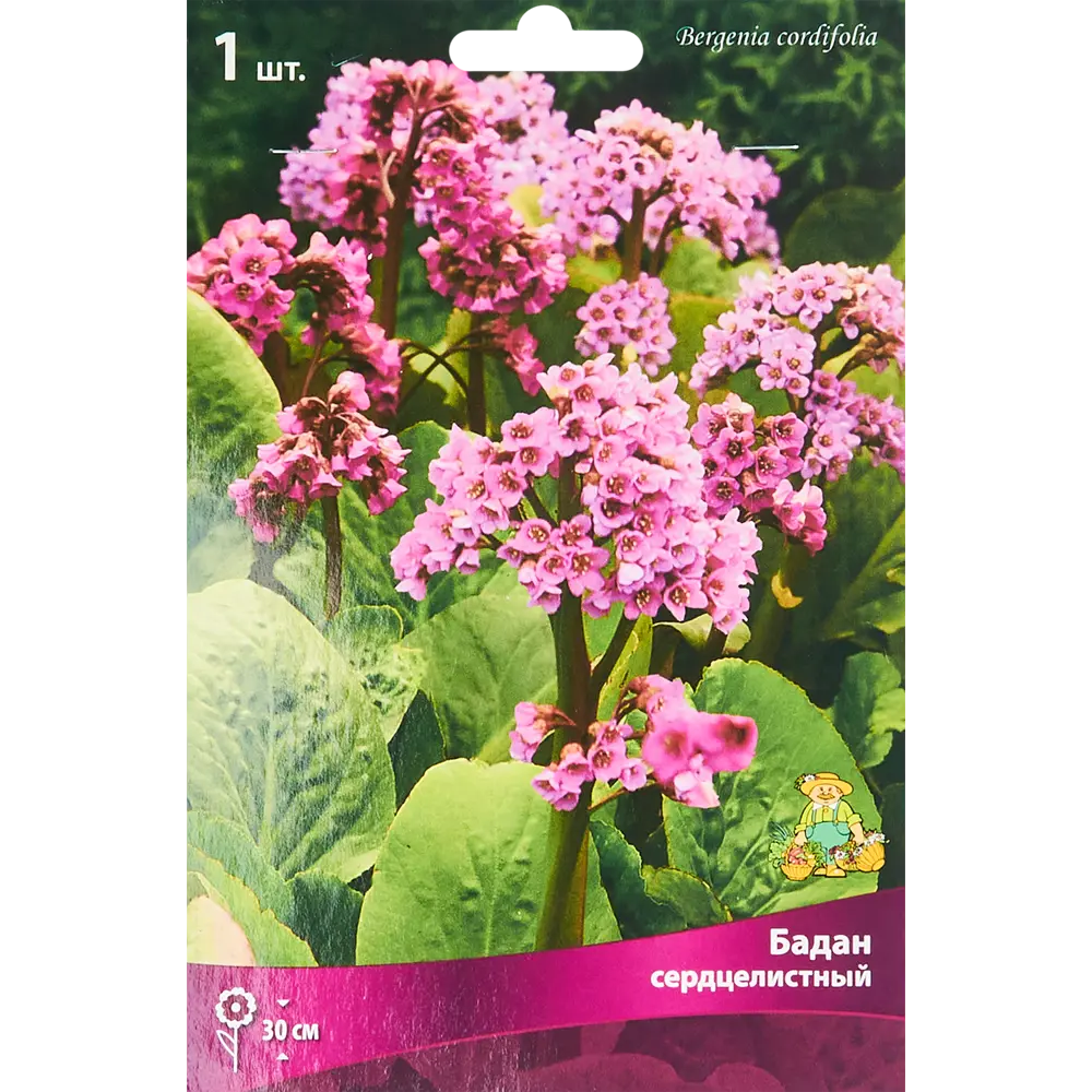 Бадан сердцелистный ПОИСК STLM-2199509