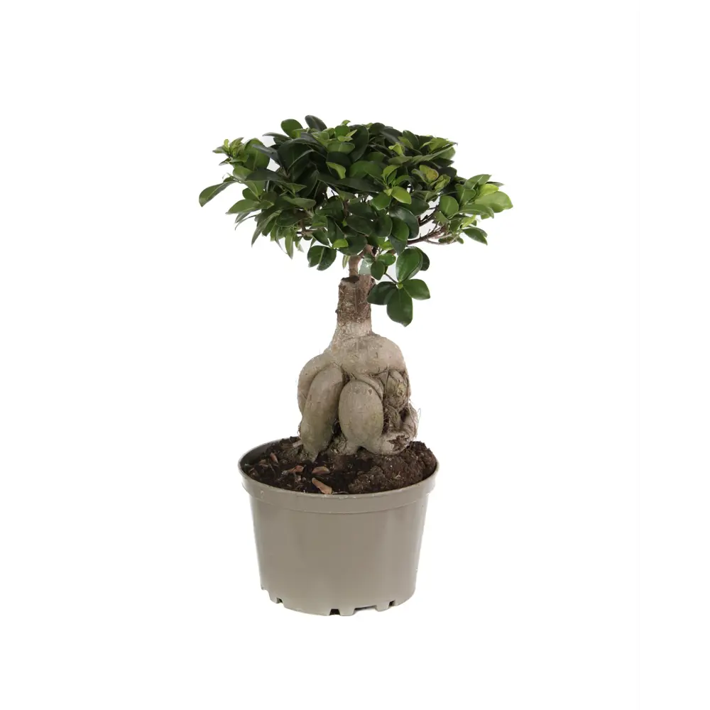 Фикус Микрокарпа Santreyd — элегантное дерево для интерьера 87819578 STLM-0954695