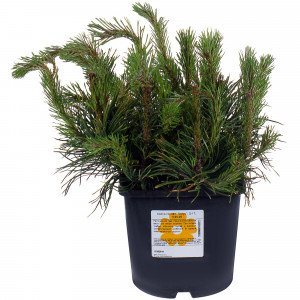 18382844 Сосна горная «Мугус», 17х20-25 см