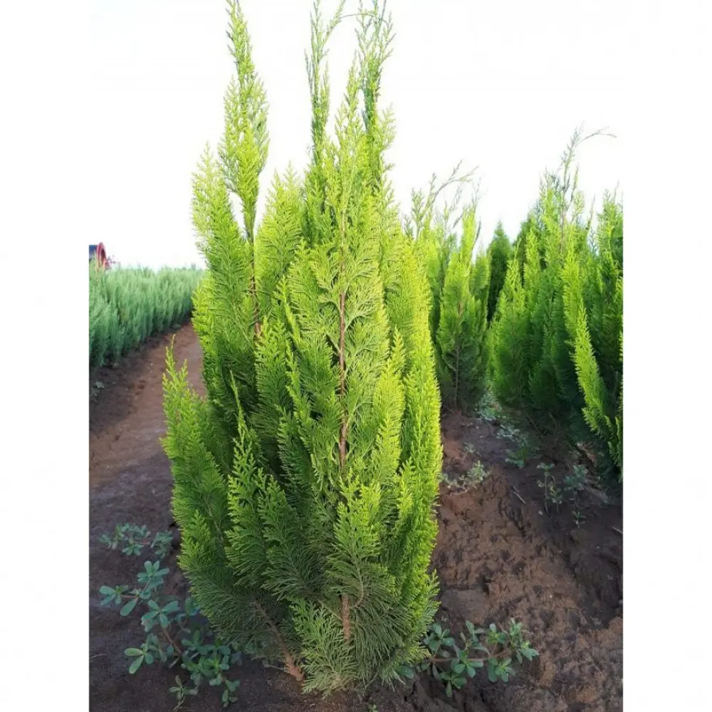 Кипарисовик Лавсона Ивонне ø19 h40 см 89465469 STLM-2118614 PLANTMARKET 