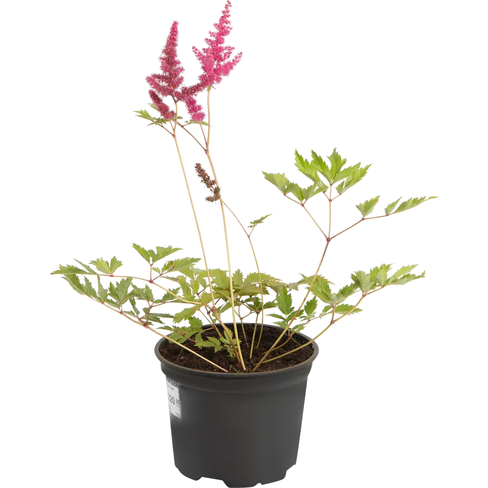 Santreyd Астильба Арендса «Вайс Глория» - белоснежное украшение сада 82219533 STLM-0960840