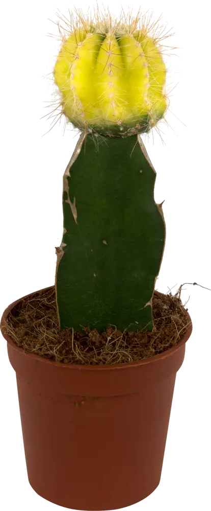 Santreyd Гимнокалициум микс - декоративный кактус с изящным цветением 14750363