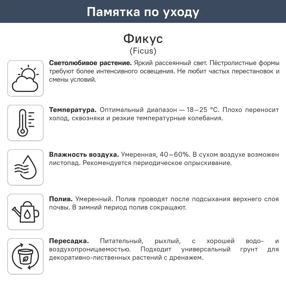 Фикус Алтиссима ø17 h45 см 89336264 STLM-2030060 Santreyd  - Вид №1