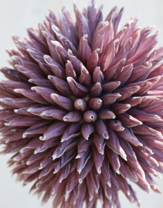 7890 215 a3 Искусственный мягкий цветок 'allium', 80 см, слива H-andreas