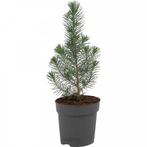 82769601 Сосна в рождественском пакете 10.5x35 см