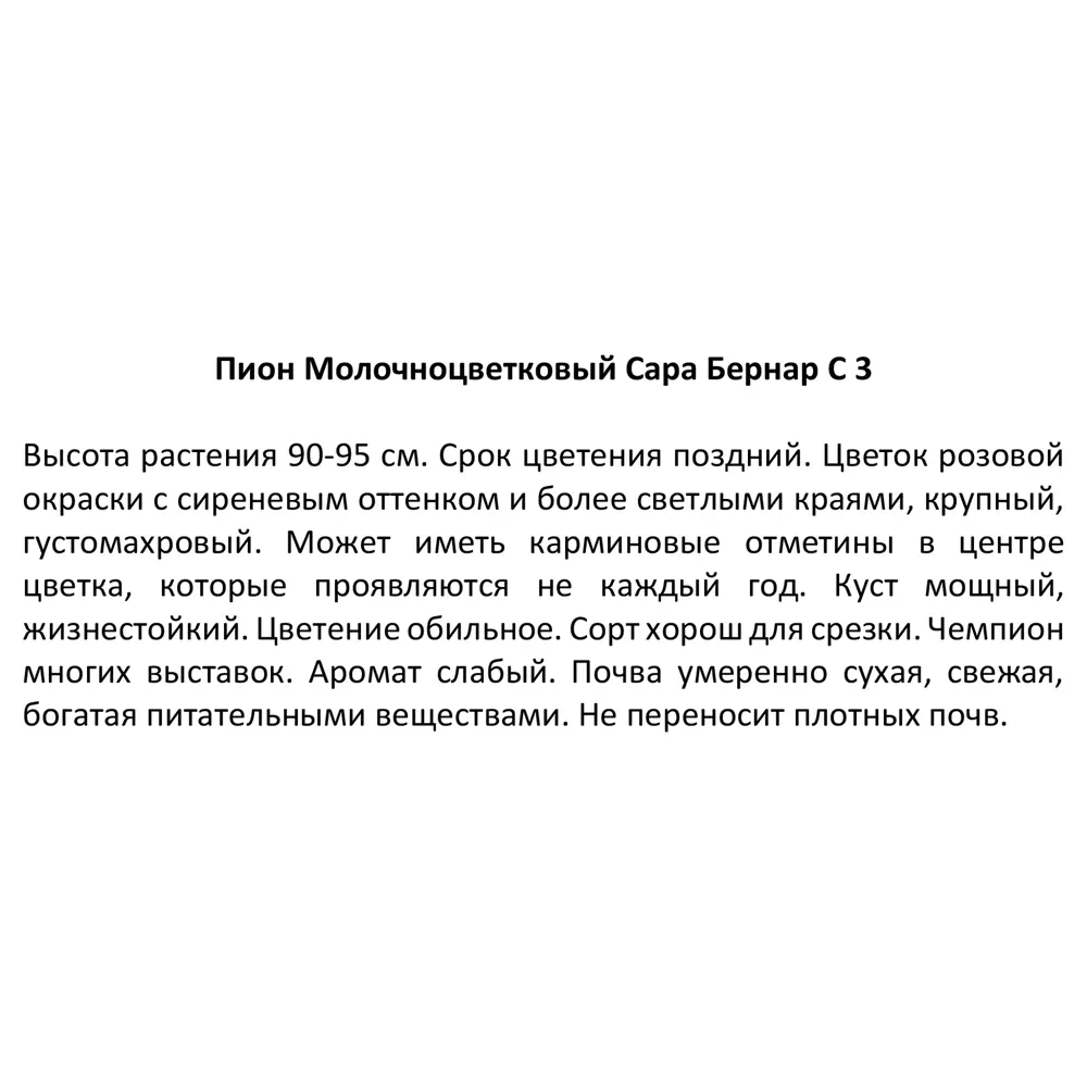 Пион молочноцветковый Сара Бернар ø14 h50 см 85324445 STLM-2022187 Santreyd  - Вид №3